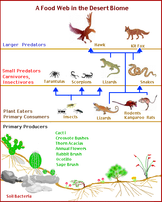 Desert Food Chain