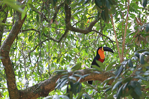 Toucan Rainforest