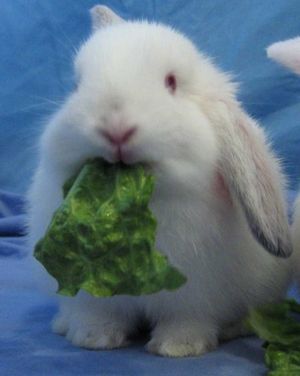 lop eating lettuce