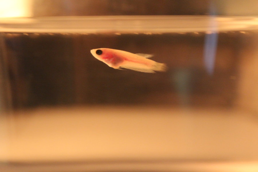 Baby Betta