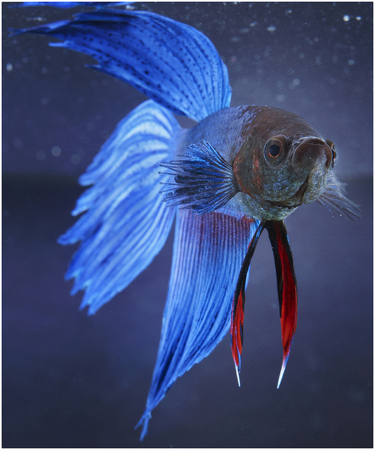 Male Betta Fish