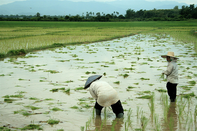 rice paddy