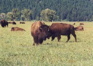picture of buffalo