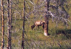 picture of deer