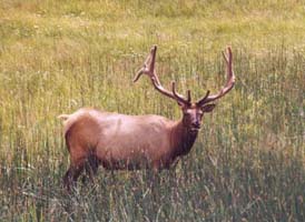 picture of deer