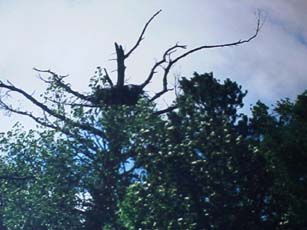 picture of eagle's nest