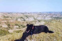 dog lying on mt