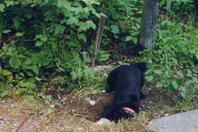 dog digging