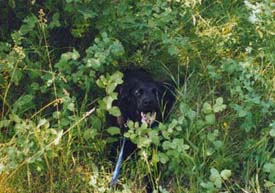 dog hiding in bushes