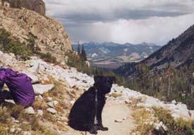 dog sitting on top of mt.