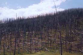 burnt out area of forest