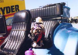 terrier on motorcycle