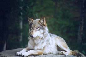 picture of wolf lying down