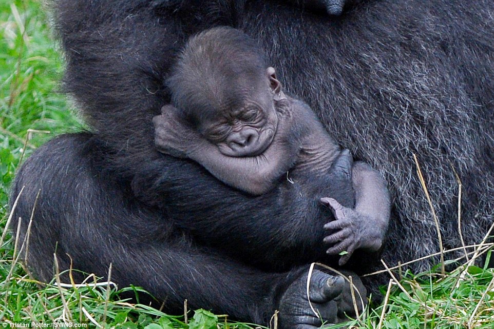 baby gorillas playing