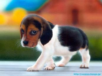 Description: beagle-puppy.jpg