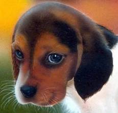 Description: beagle-puppy crop.jpg