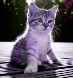 Description: kitten-1 effect purple.jpg