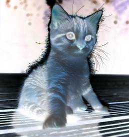 Description: kitten-1 negative.jpg