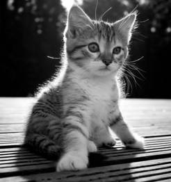 Description: kitten-1 black and white.jpg