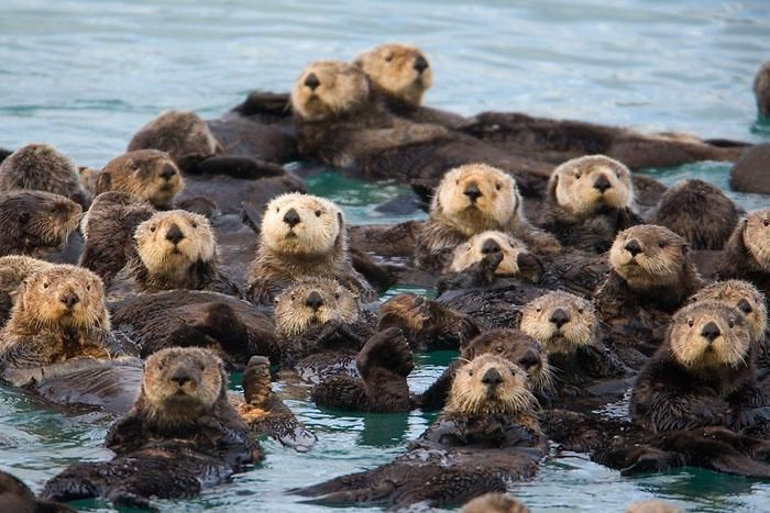lots of sea
            otters