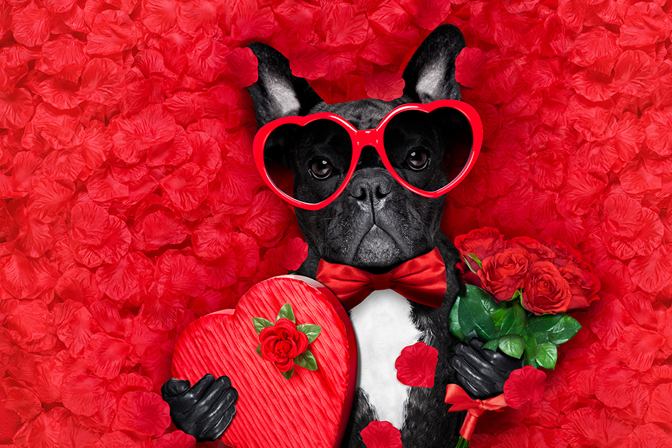 Valentine's Cute
          Frenchie