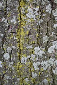 Tree Bark