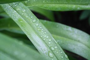 Wet Plant