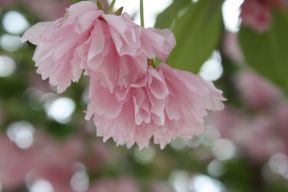 Pink Flowers