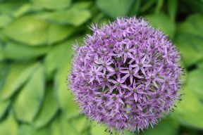 Purple Flower