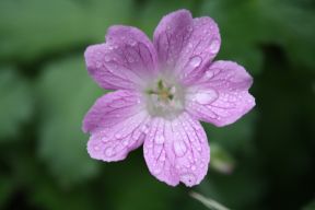 Raindrops on
                  Flower