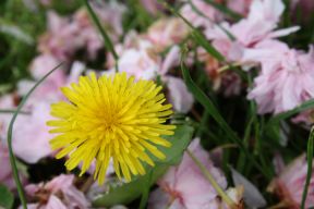 Dandelion