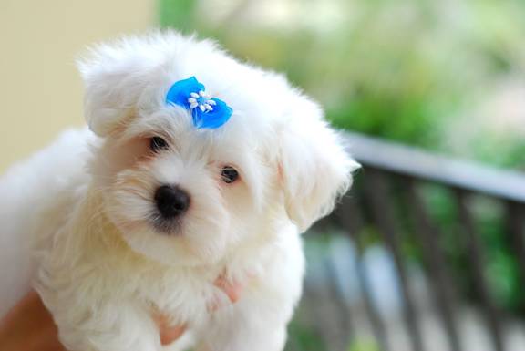 http://4.bp.blogspot.com/-6kSp4-NvTeU/UUIj5QqHQ9I/AAAAAAAABKc/kyLqSI-dgJo/s1600/Maltese_Puppy_Pic.jpg