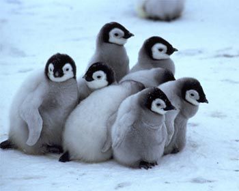 baby penguins