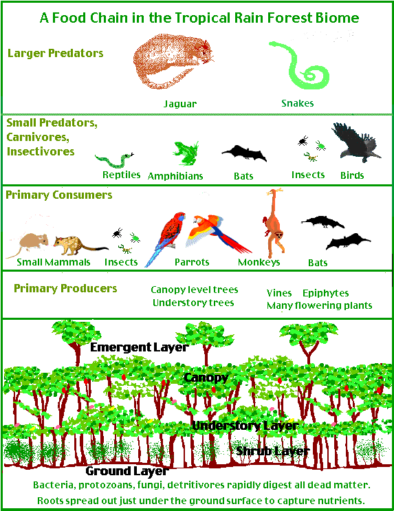 Rainforest food web