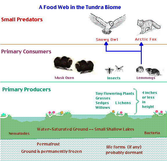 tundra biome insects