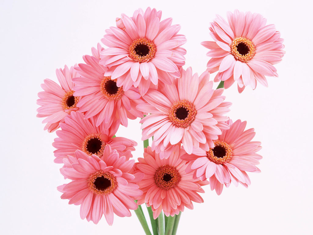 gerbera daisies