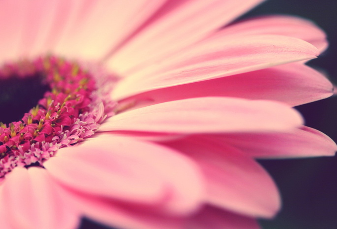 Gerbera Daisy