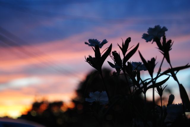 Flowers in Sunset