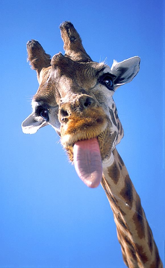 giraffeee