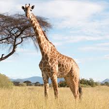 giraffe