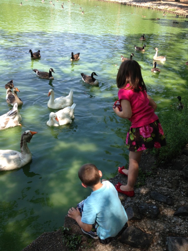 duckpond