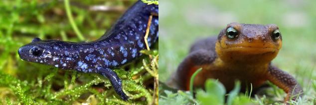 blue spotted salamander (left) and california newt
            (right)