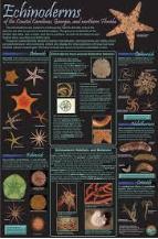 echinoderm