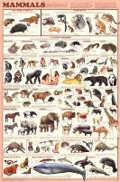 orders of mammals
              poster