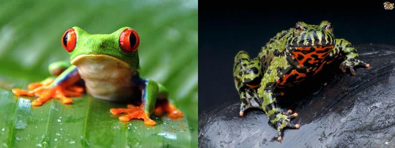 red eyed tree frog (left) and fire belly toad (right)