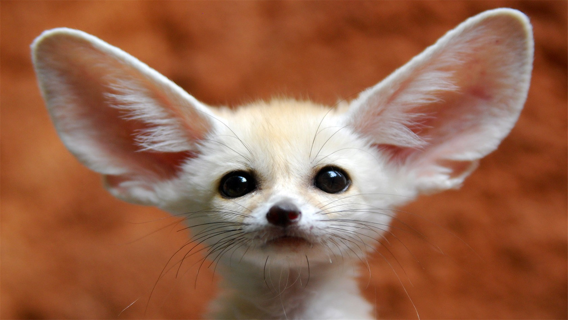 Маленький зверек с большими ушами