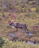 Two INLINE IMAGES: Caribou w. new (red)
antlers;