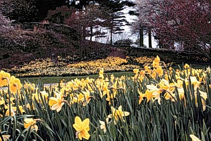 daffodil
 image from Bronx Botannical Gardens