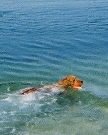 Ginny swim, blue water