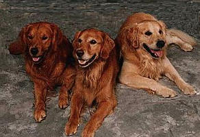 Image of
Sunfire's Golly G's A Whiz & two pups
